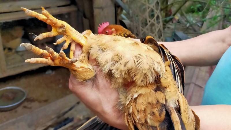 Các bước xả cựa cho gà đúng kỹ thuật
