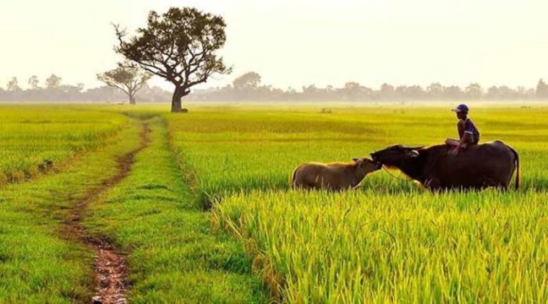 Mơ Thấy Cánh Đồng Đánh Con Gì Để Trúng Lớn?