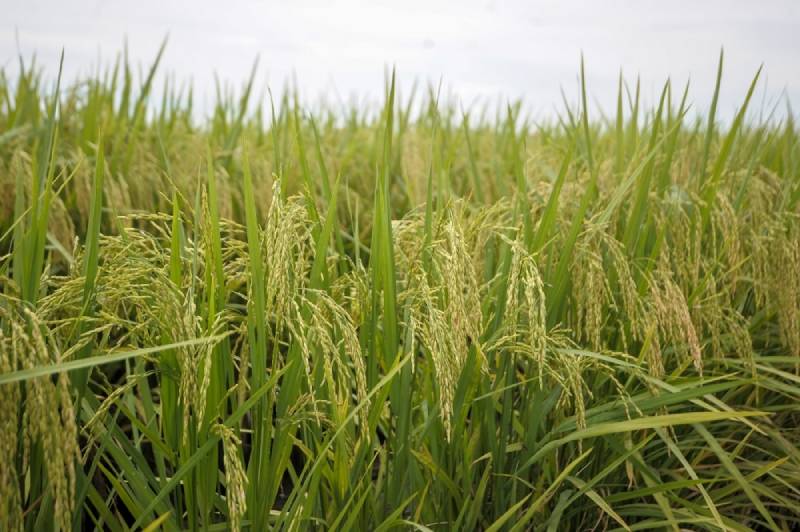 Mơ thấy lúa đánh con gì?