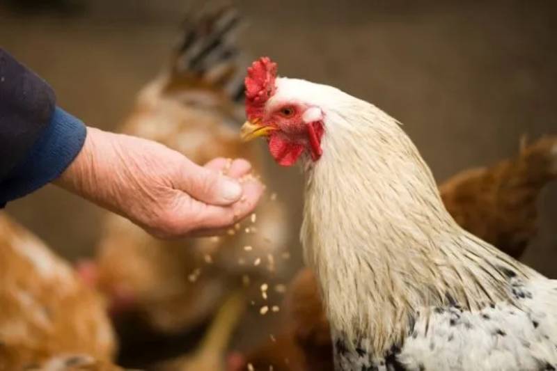 Vai trò quan trọng của chế độ dinh dưỡng trong nuôi gà đá